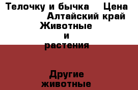 Телочку и бычка  › Цена ­ 28 000 - Алтайский край Животные и растения » Другие животные   . Алтайский край